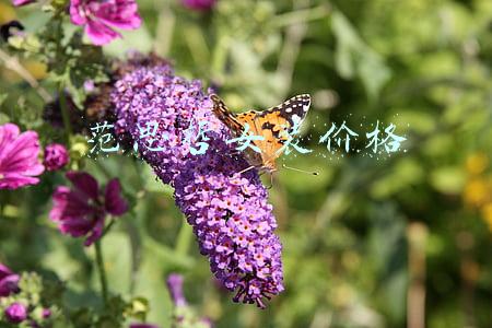 范思哲女装价格