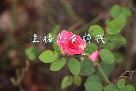 主播怎么挣钱