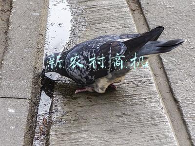 新农村商机