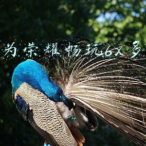 华为荣耀畅玩6x上市价格(荣耀畅玩6X售价公布 999元起/25日首发)