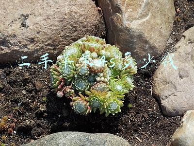 二手苹果4s多少钱