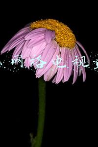 什么网络电视最好
