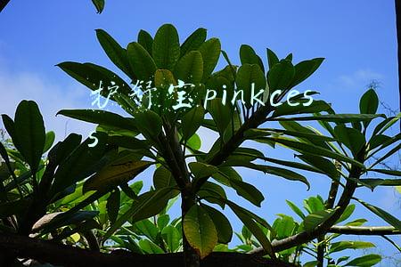 护舒宝pinkcess
