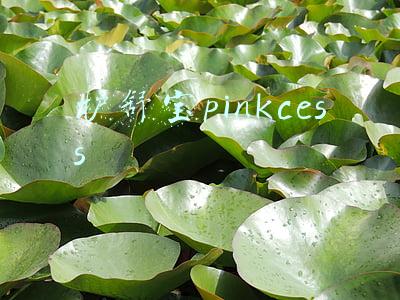 护舒宝pinkcess