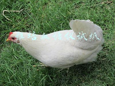 雅培血糖仪试纸