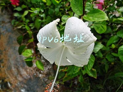 ipv6地址