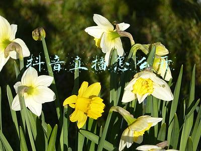 抖音直播怎么开
