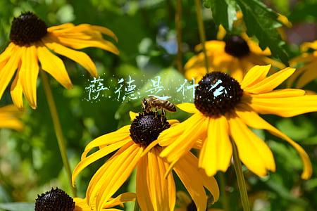 萨德是什么