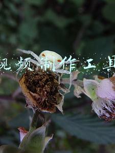 视频制作工具