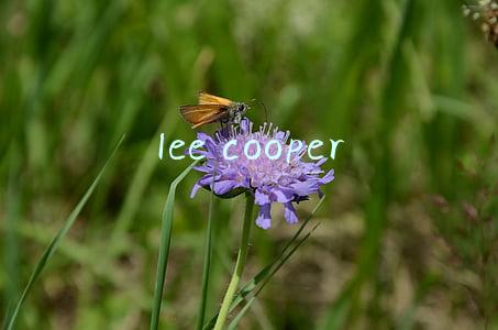 lee cooper