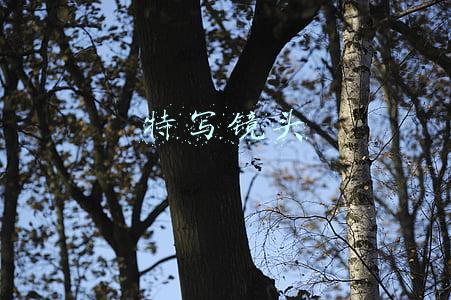 特写镜头