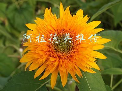 阿拉德英雄传修改器(是不是玩不起 为什么策划动不动就“毁灭世界”？)