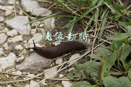 镜像劫持