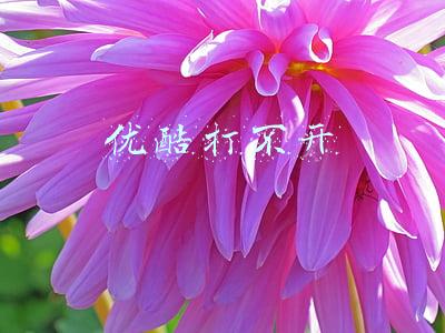 switch优酷打不开(OLED Switch主机开箱和上手视频来了)
