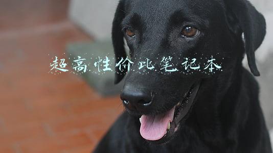 超高性价比违反广告法么(公司用“最具性价比”“性价比最高”广告语，被罚44万)