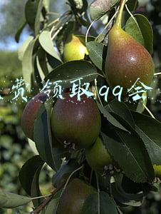 免费领取qq会员