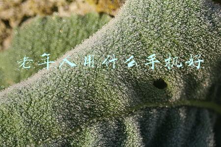 老年人用什么手机好价格(父母手机怎么选 这三款老人机推荐 大屏幕电池性能不差价格不到千元)