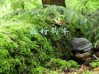 最好的车排名第一(合资都羡慕，这6台国产车都是同级第一，谁能一直赢下去？)