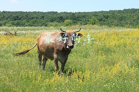 最好的车载电台天线(中国的收音机磁环天线，性能好，很便宜，MLA-30就是这样的)