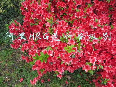 阿里hrg面试忌讳(阿里为什么不把hrg面放第一轮呢？可乐死我了)