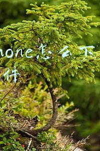 iphone怎么下载软件