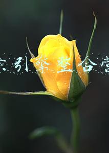 搜索引擎整合营销金口碑专业(中企动力与鲲鹏源头达成战略合作，赋能大湾区数字化“战斗力”)