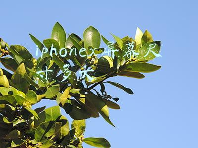 iphone11屏幕尺寸多大(4GB+A13+顶级LCD，昔日经典iPhone降到新低价，还能再战2年吗？)
