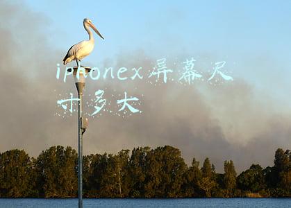 iphonex屏幕尺寸多大像素(1200万像素打磨了7年 iPhone的相机都经历了啥？)