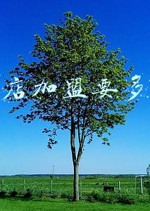 水果店加盟需要多少钱(加盟水果店加盟费多少)