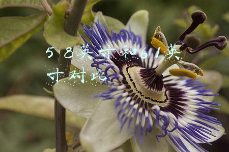 5英寸和6英寸差多少(麦斯克大尺寸产品落后同行，客户与竞对身份重叠暗藏订单流失风险)