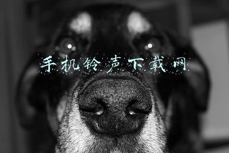 手机铃声下载网