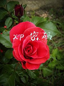 xp密码忘记了进入系统(windows xp/7/8/8.1电脑密码忘记分分钟破解)