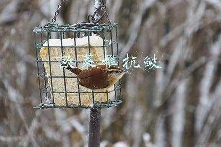 欧莱雅抗皱