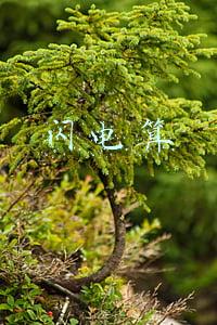 闪电算属性伤害吗(王者荣耀：闪电匕首的属性很适合狄仁杰，为什么大家都在出末世呢)