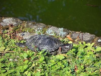 闪电算锦囊牌吗(曾经让人闻风丧胆的“闪电”为何没落了？老玩家说出五大原因)