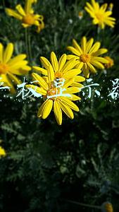 平板屏幕缩小怎么设置(ipadmini分屏大小怎么调整？ipadmini分屏模式如何调整大小)