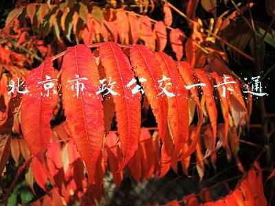 北京市政公交一卡通