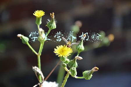 学生营养奶粉成人能喝吗(洋葱OMALL：成人能喝婴幼儿奶粉吗？成分是否有不同？)
