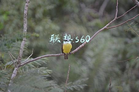 联想s6000-h刷机教程(挣扎中的小米Note被山寨 雷军哭晕了)