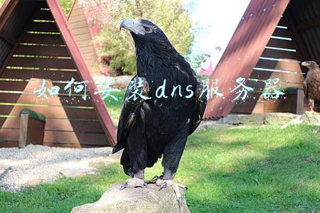 linux服务器dns配置安装(Linux8 搭建缓存DNS服务器)