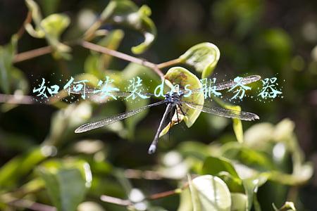 虚拟机安装dns服务器(VMware网络连接方式详解)