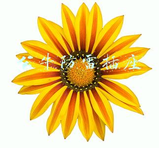 公牛防雷插座有用吗(公牛双重防雷插座：保护家用电器的最后一步)