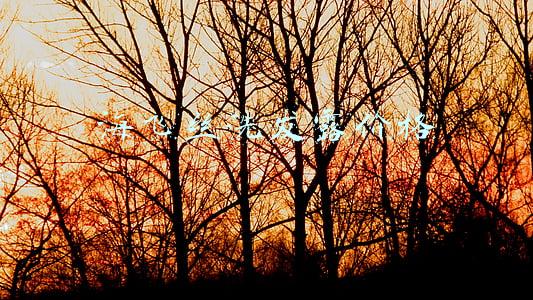 海飞丝洗发水(50款洗发水风险物质测试：为什么不推荐这两款海飞丝？！)