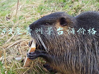 43度贵州茅台酒价格