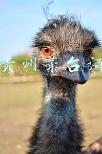 贵州茅台酒43度多少钱(湖北宜昌：超市卖43度飞天茅台酒，1088元一瓶；有人回收茅台酒)