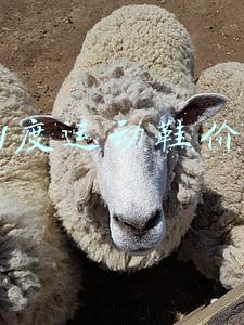 361度跑步鞋(今夏跑渣必入爆款！龚俊同款的361°Q弹超PRO你怎能错过？)