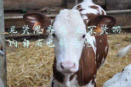 见贤思齐焉 见不贤而内自省也的意思