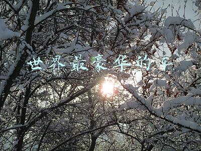 世界最豪华的车