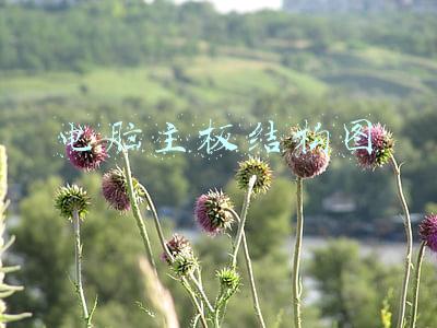 电脑主板结构图片(「老年人也能看懂的电脑知识」第一篇：什么是主板？)