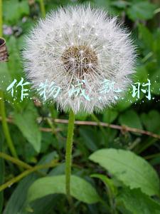 模拟农场17农作物成熟(《模拟农场17》游戏评测：现代化农场让你学会如何种田)